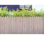 Профлист Металл Профиль C8 0.5 ECOSTEEL® матовый Беленый дуб A